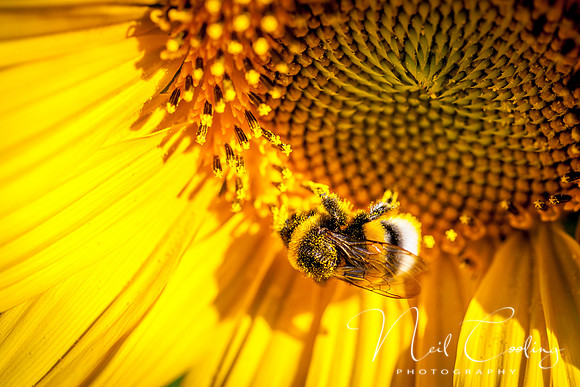 Sunflowers-4