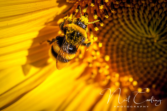 Sunflowers-5
