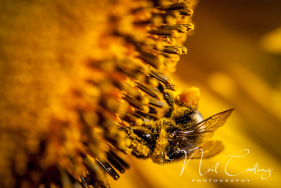 Sunflowers-7