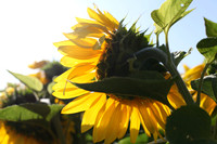 NC 5d_2012_07_16_0742 a