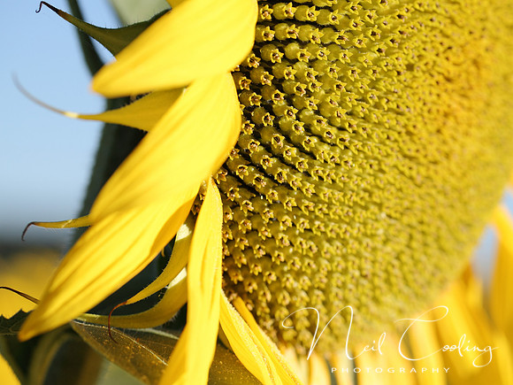 NCP_2013_08_15_3167a