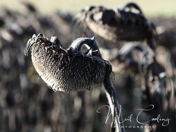 NCP_2013_09_29_3373a