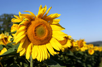 NC 5d_2012_07_16_0741 a
