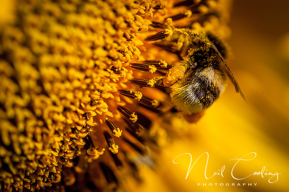 Sunflowers-6