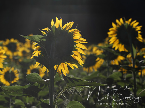 NCP_2013_08_15_3172a