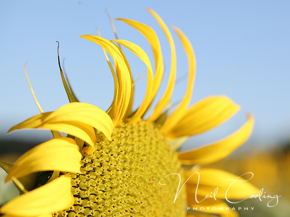 NCP_2013_08_15_3168a