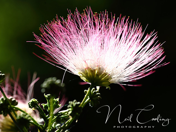 NCP_2013_08_13_3109a