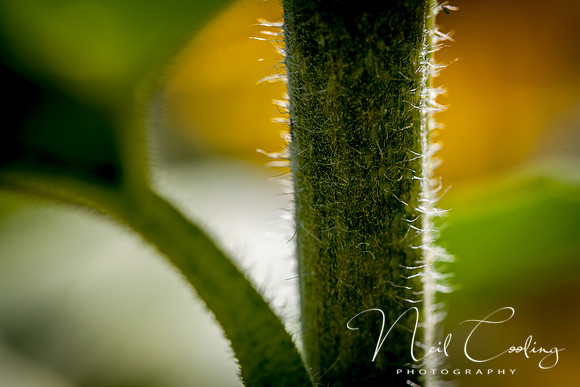 Sunflowers-10