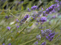 NCP_2013_07_18_2480a