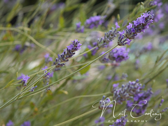 NCP_2013_07_18_2480a