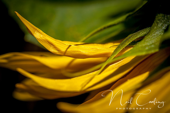 Sunflowers-12