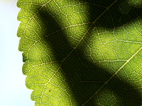 NCP_2013_08_13_3113a