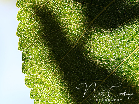 NCP_2013_08_13_3113a