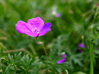 NCP_2013_06_09_2223a