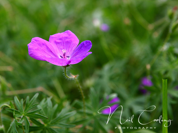NCP_2013_06_09_2223a