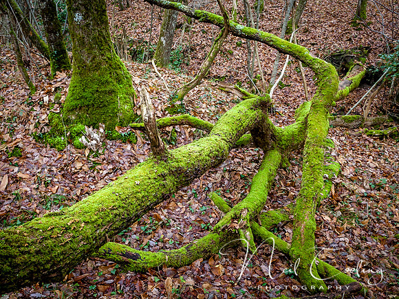 NCP_2014_01_11_3873-5