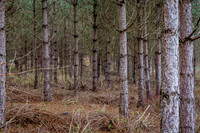IMG_8425-6