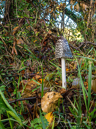 20211101-_OM00005-2