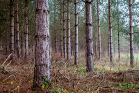 IMG_8426-7