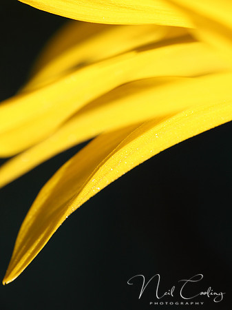 NCP_2013_08_16_3286a
