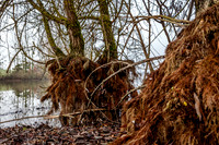 IMG_8436-10