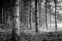 IMG_8426-6