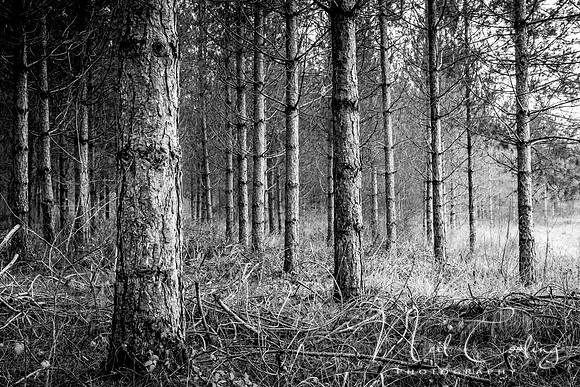 IMG_8426-6