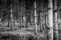 IMG_8425-5