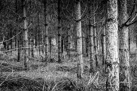 IMG_8425-5